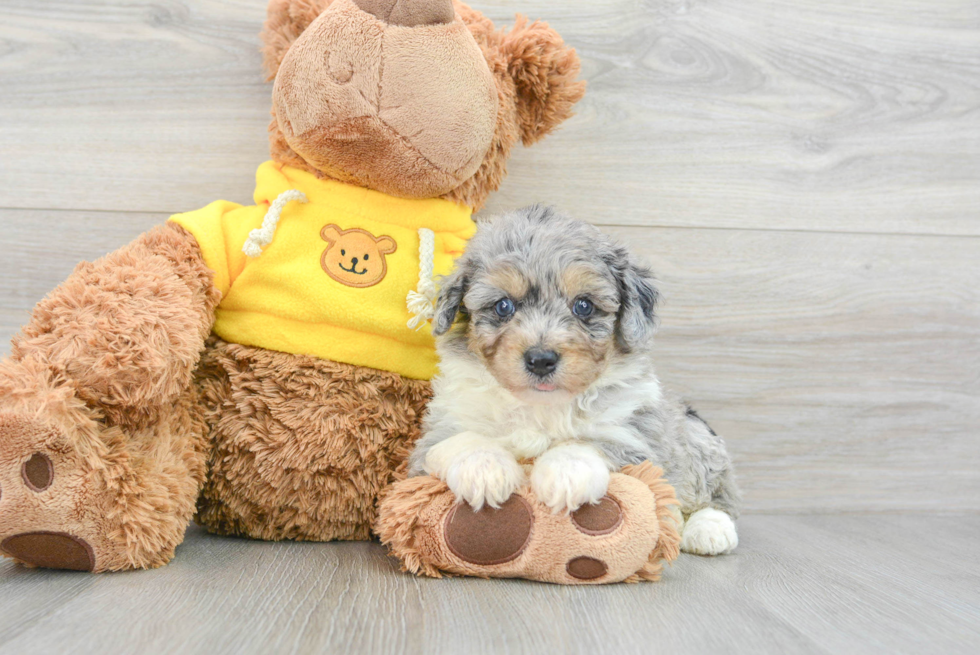 Mini Aussiedoodle Puppy for Adoption