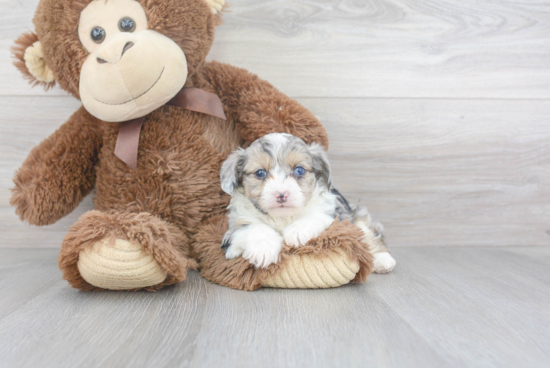 Cute Mini Aussiedoodle Baby