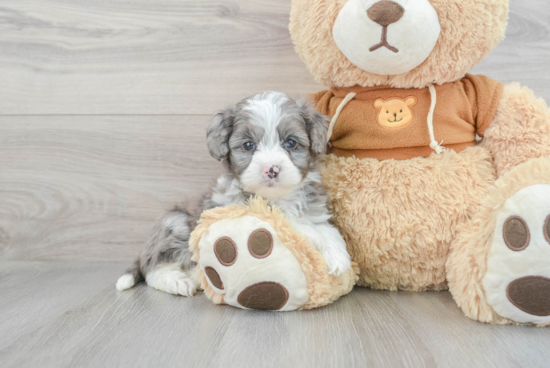 Funny Mini Aussiedoodle Poodle Mix Pup