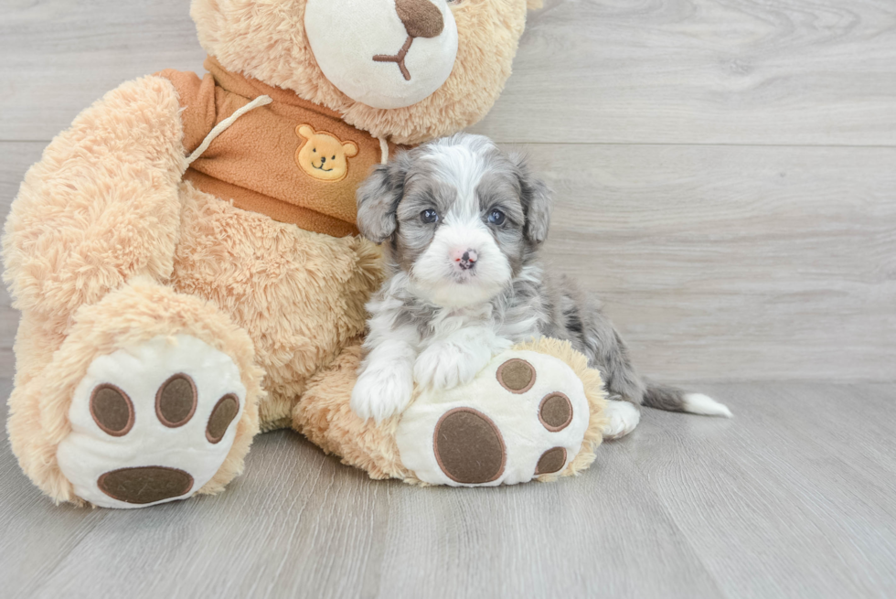 Funny Mini Aussiedoodle Poodle Mix Pup