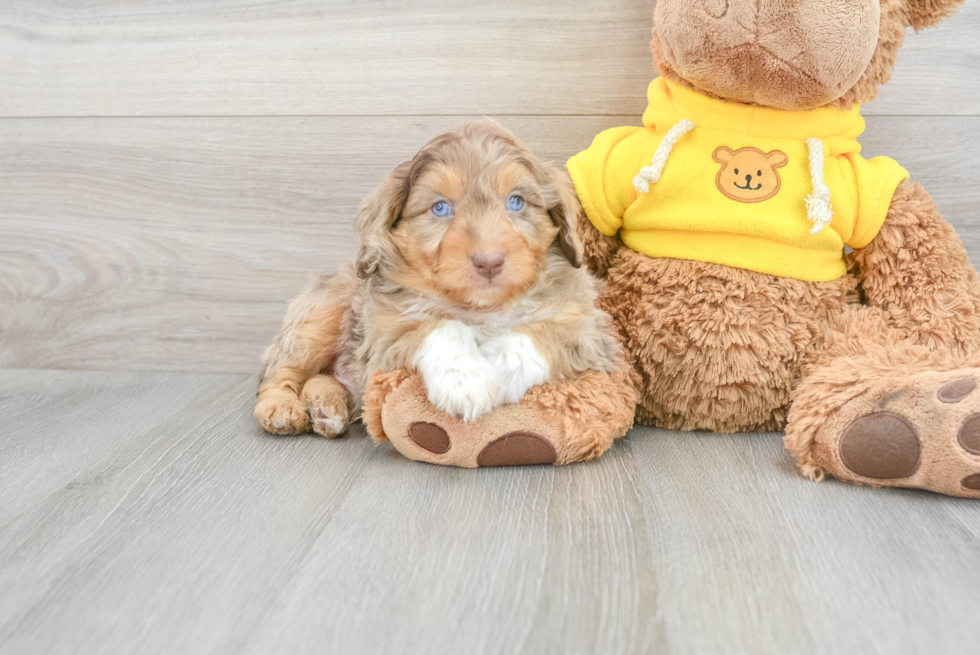 Popular Mini Aussiedoodle Poodle Mix Pup