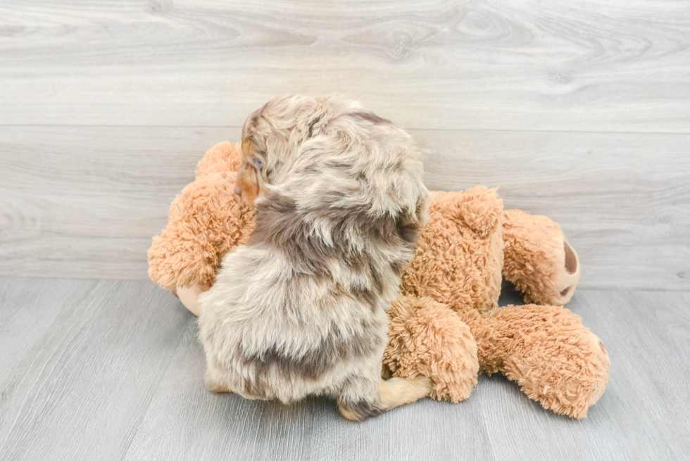 Mini Aussiedoodle Pup Being Cute