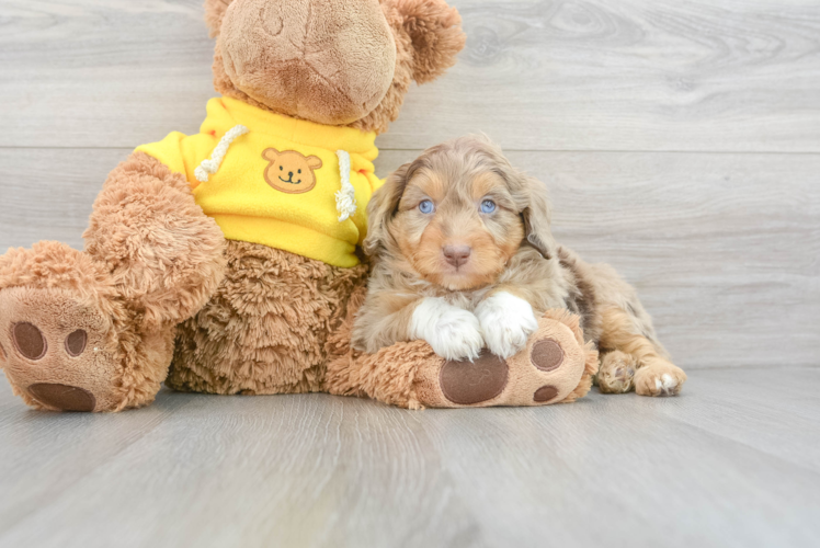 Mini Aussiedoodle Puppy for Adoption