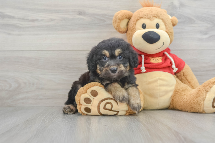 Playful Aussiepoo Poodle Mix Puppy