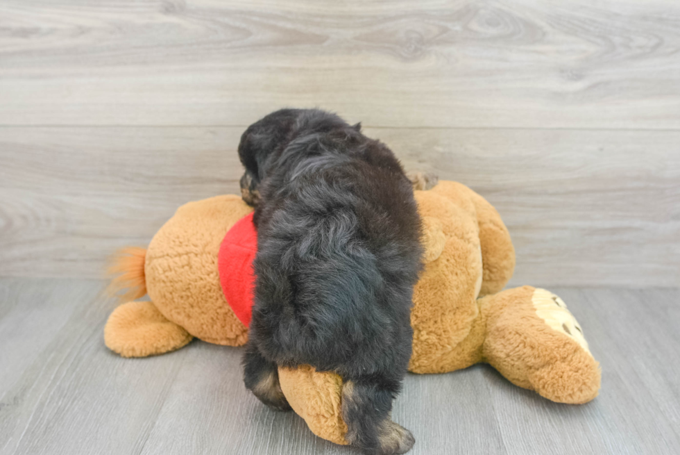 Petite Mini Aussiedoodle Poodle Mix Pup