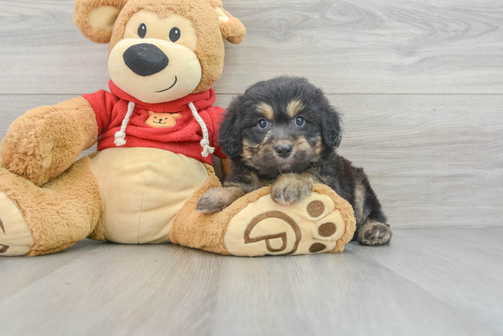 Best Mini Aussiedoodle Baby