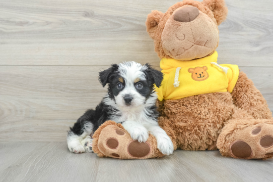 Mini Aussiedoodle Pup Being Cute