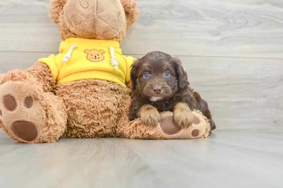 7 week old Mini Aussiedoodle Puppy For Sale - Premier Pups