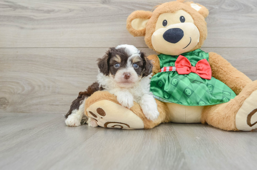 5 week old Mini Aussiedoodle Puppy For Sale - Premier Pups