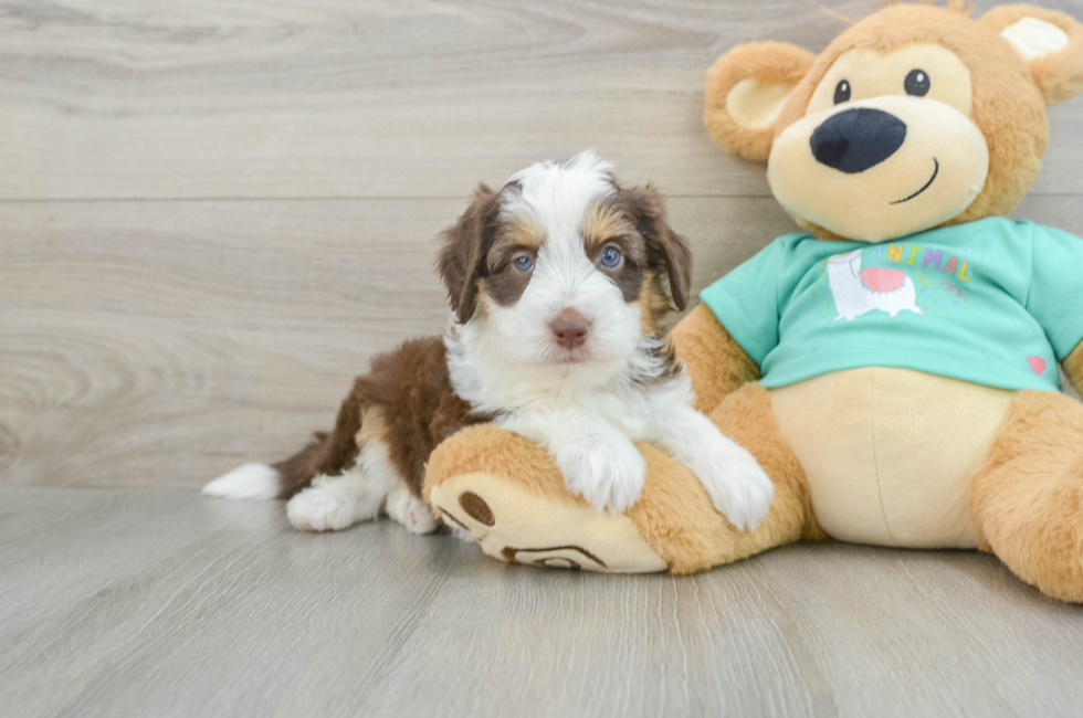 5 week old Mini Aussiedoodle Puppy For Sale - Premier Pups