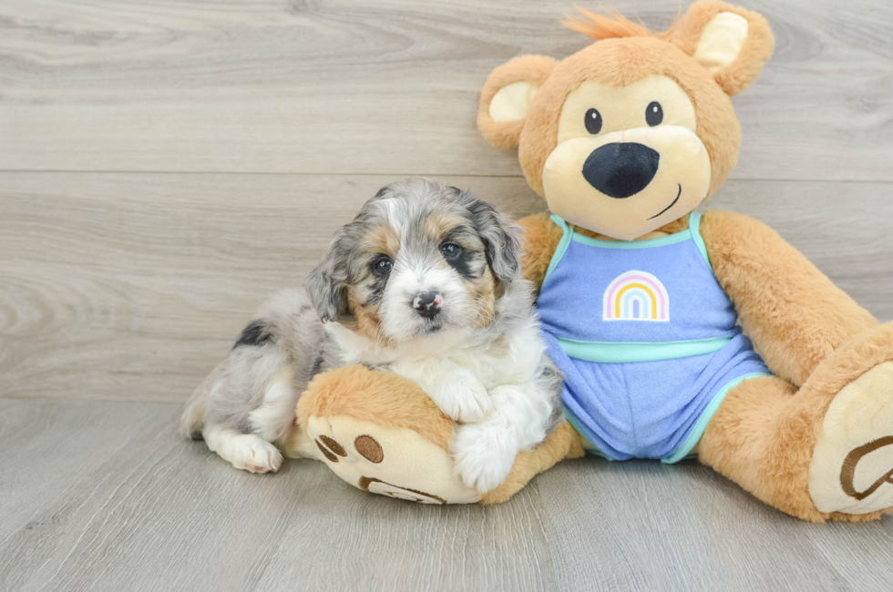 7 week old Mini Aussiedoodle Puppy For Sale - Premier Pups