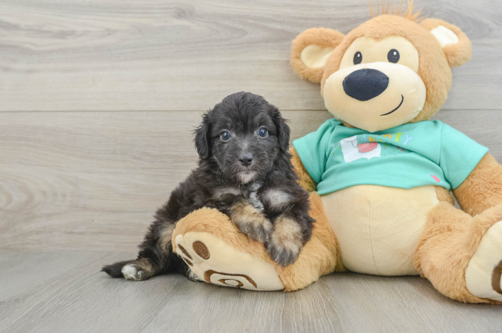 5 week old Mini Aussiedoodle Puppy For Sale - Premier Pups