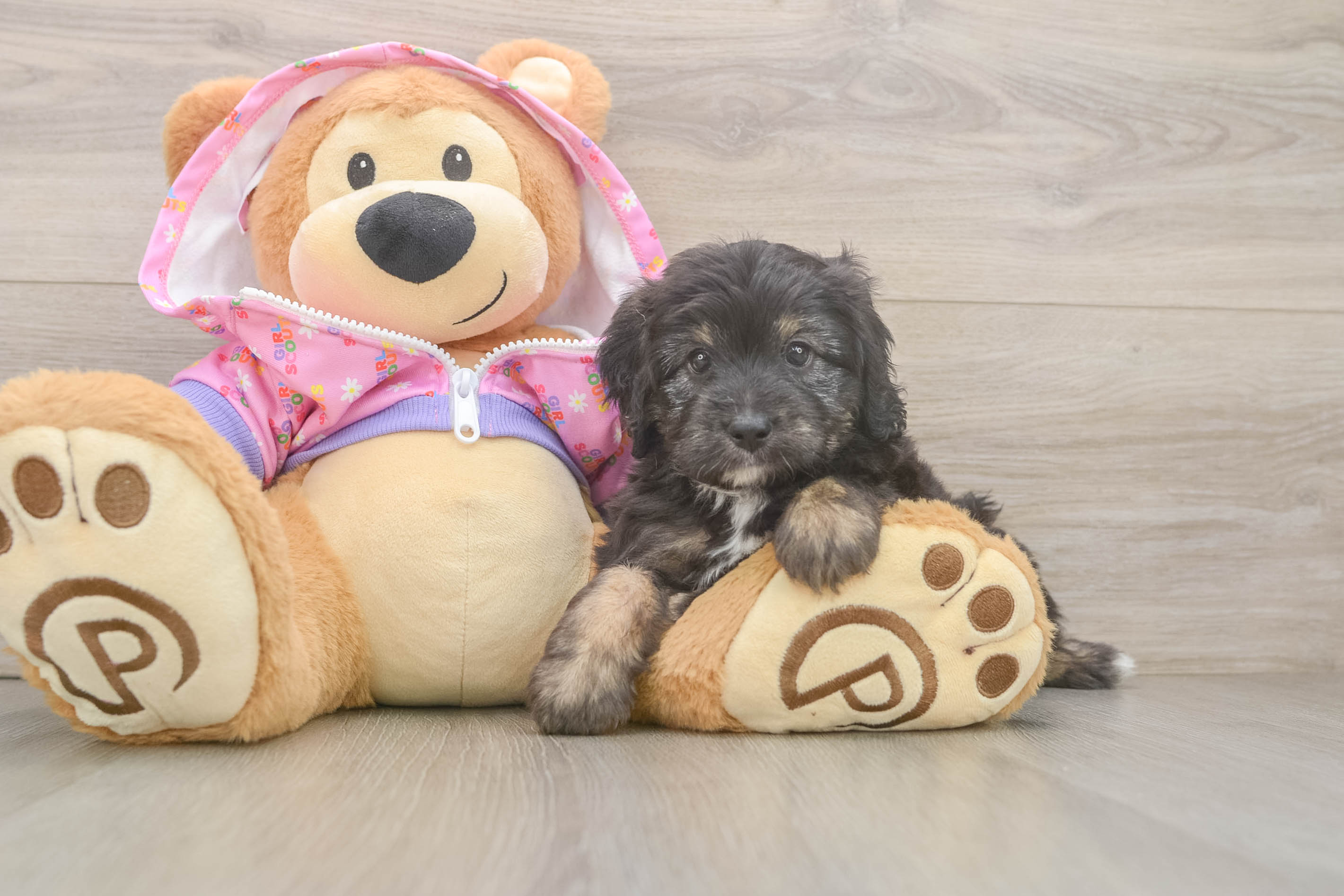 Little Mini Aussiepoo Poodle Mix Puppy