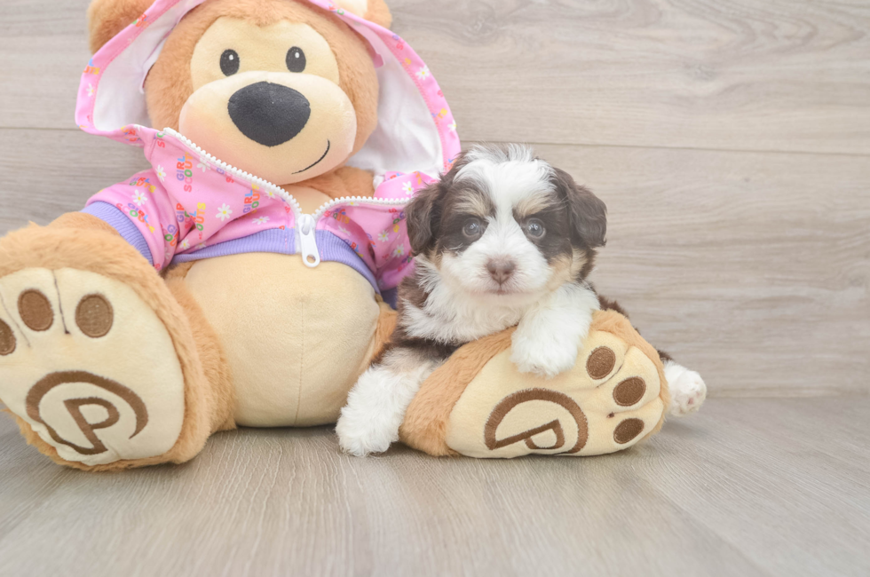 5 week old Mini Aussiedoodle Puppy For Sale - Premier Pups