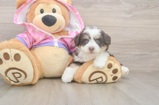 Best Mini Aussiedoodle Baby
