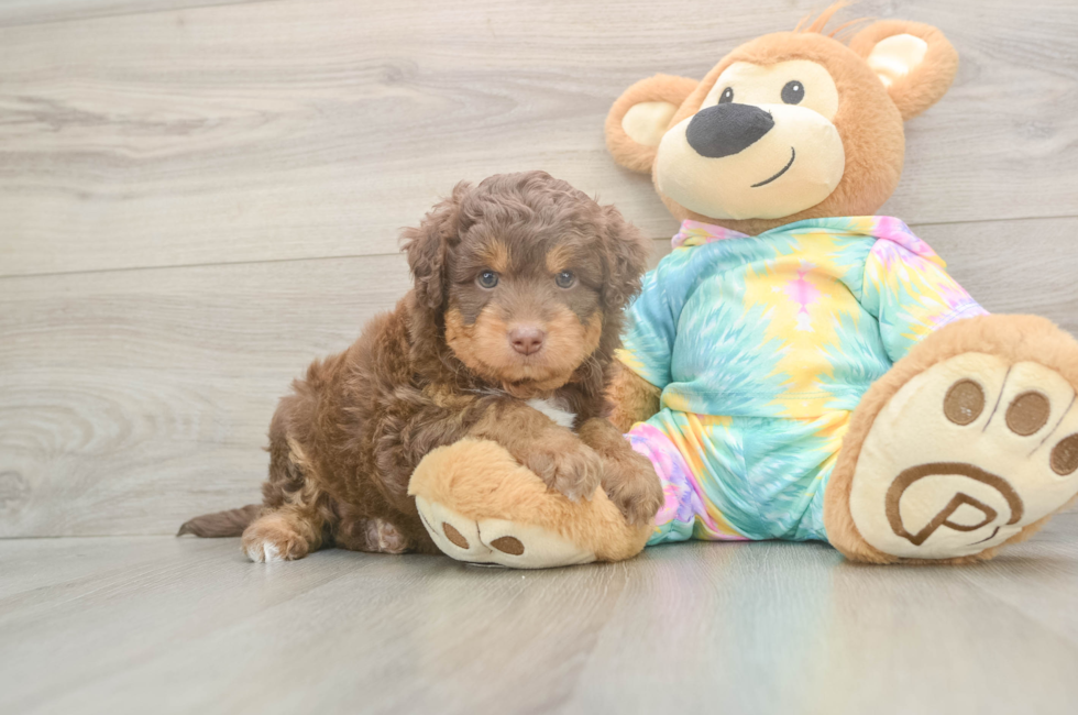 5 week old Mini Aussiedoodle Puppy For Sale - Premier Pups