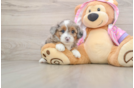 Best Mini Aussiedoodle Baby
