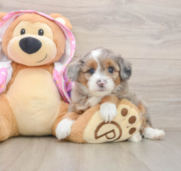 7 week old Mini Aussiedoodle Puppy For Sale - Premier Pups
