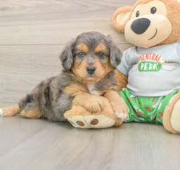 6 week old Mini Aussiedoodle Puppy For Sale - Premier Pups