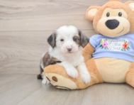 8 week old Mini Aussiedoodle Puppy For Sale - Premier Pups
