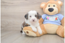 Petite Mini Aussiedoodle Poodle Mix Pup
