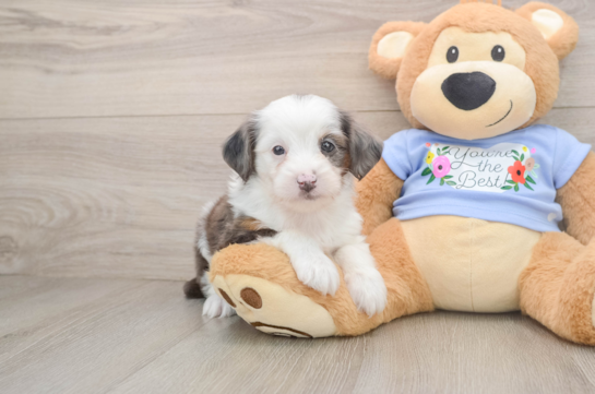 Petite Mini Aussiedoodle Poodle Mix Pup