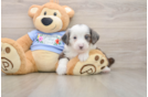 Small Mini Aussiedoodle Baby