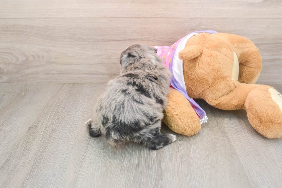 Mini Aussiedoodle Pup Being Cute