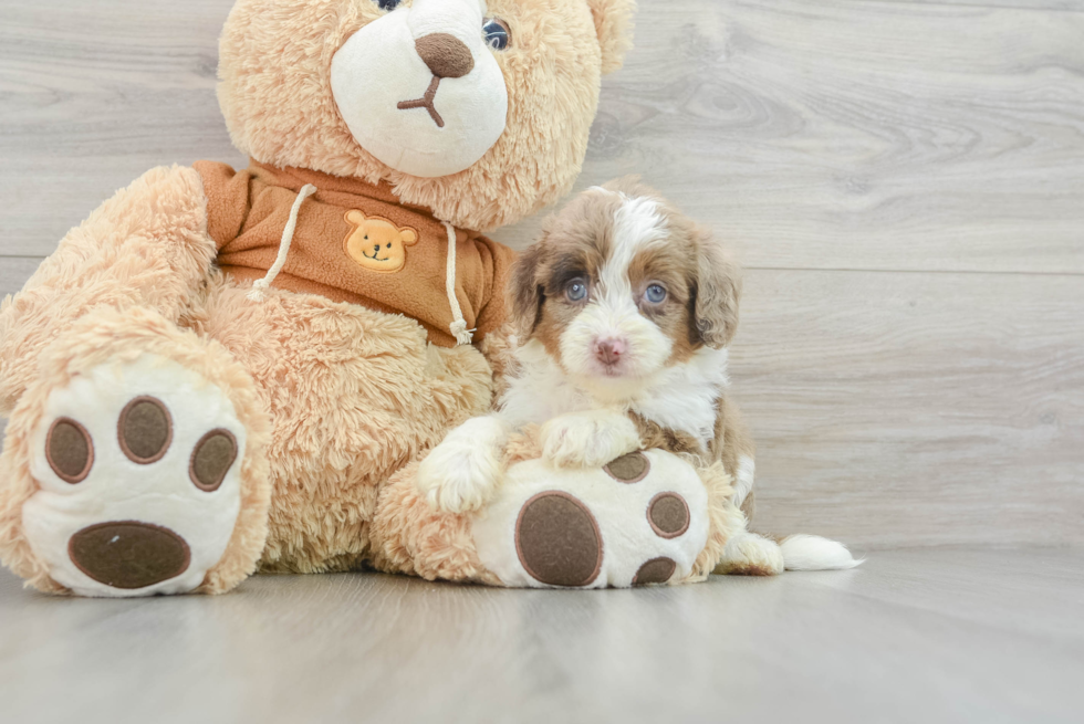 Best Mini Aussiedoodle Baby