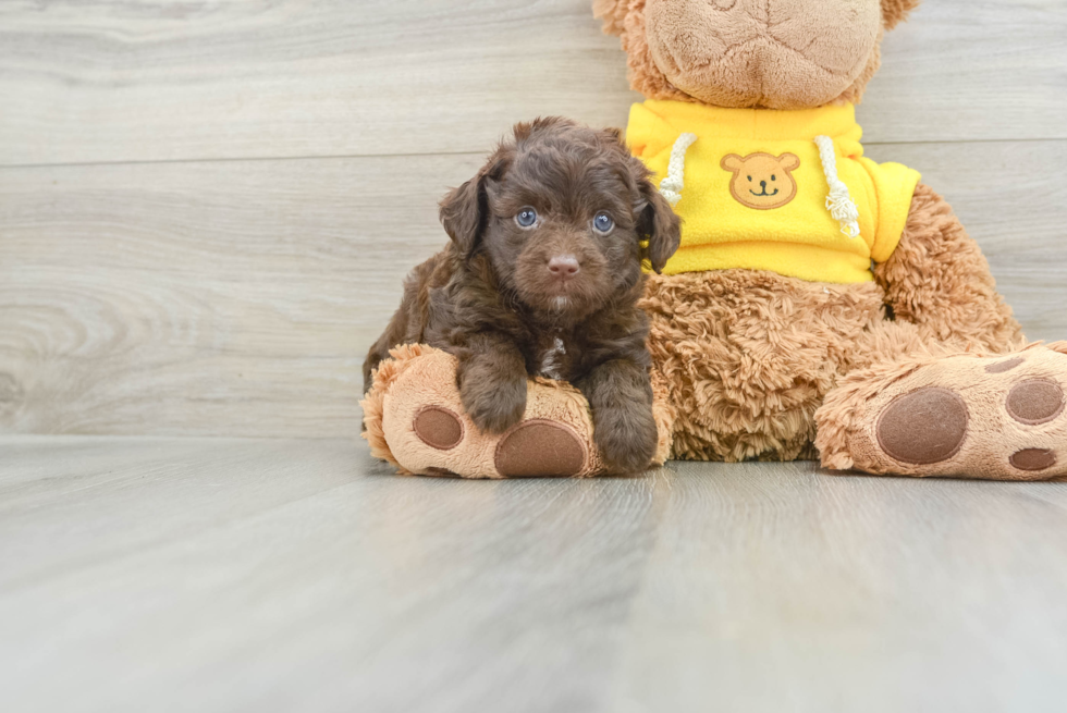 Mini Aussiedoodle Pup Being Cute