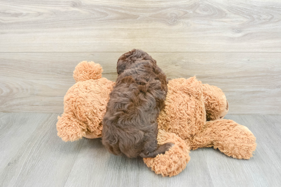 Energetic Aussie Poo Poodle Mix Puppy