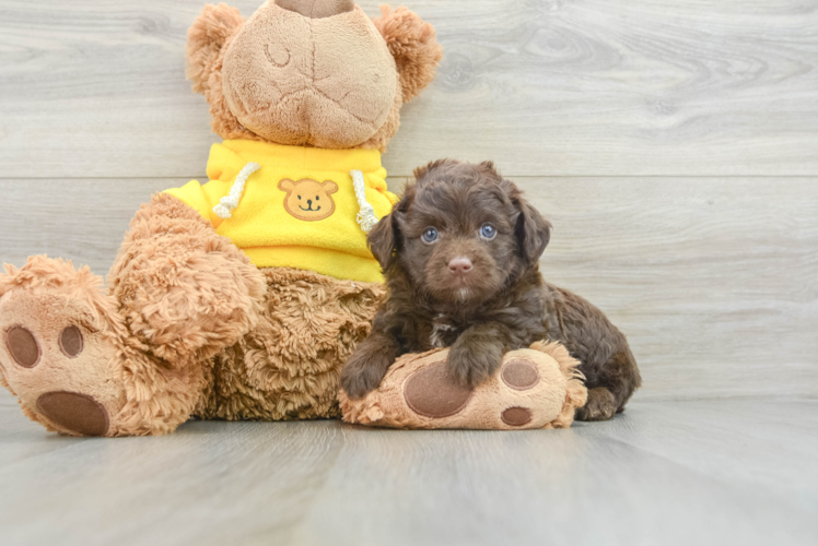 Mini Aussiedoodle Pup Being Cute