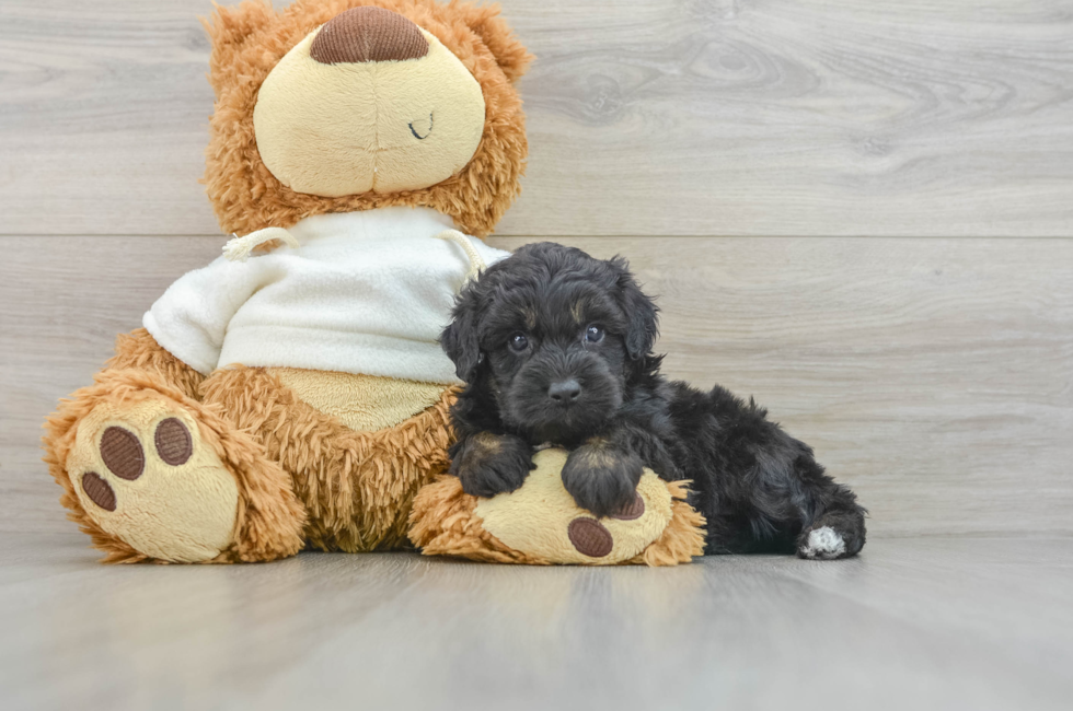 5 week old Mini Aussiedoodle Puppy For Sale - Premier Pups