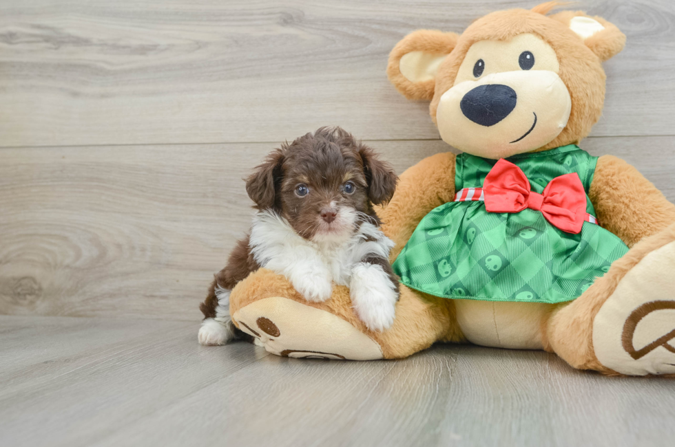 5 week old Mini Aussiedoodle Puppy For Sale - Premier Pups