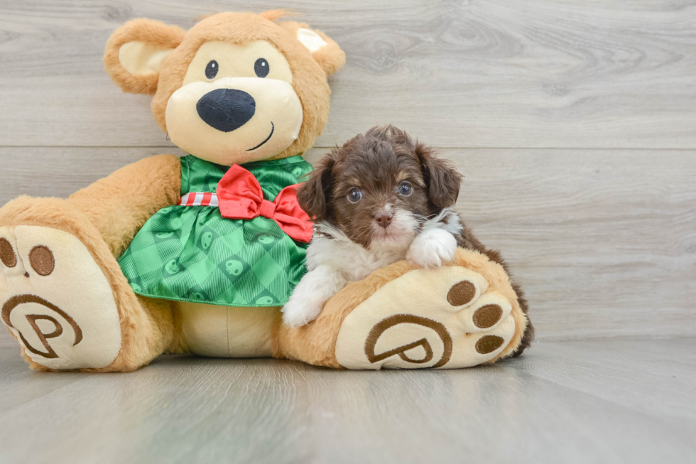 Best Mini Aussiedoodle Baby