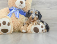 7 week old Mini Aussiedoodle Puppy For Sale - Premier Pups