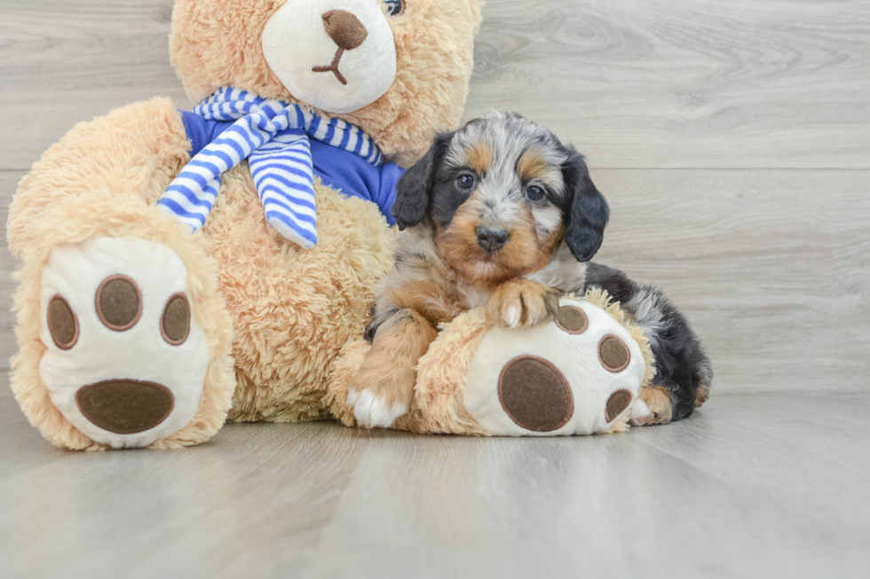 Best Mini Aussiedoodle Baby