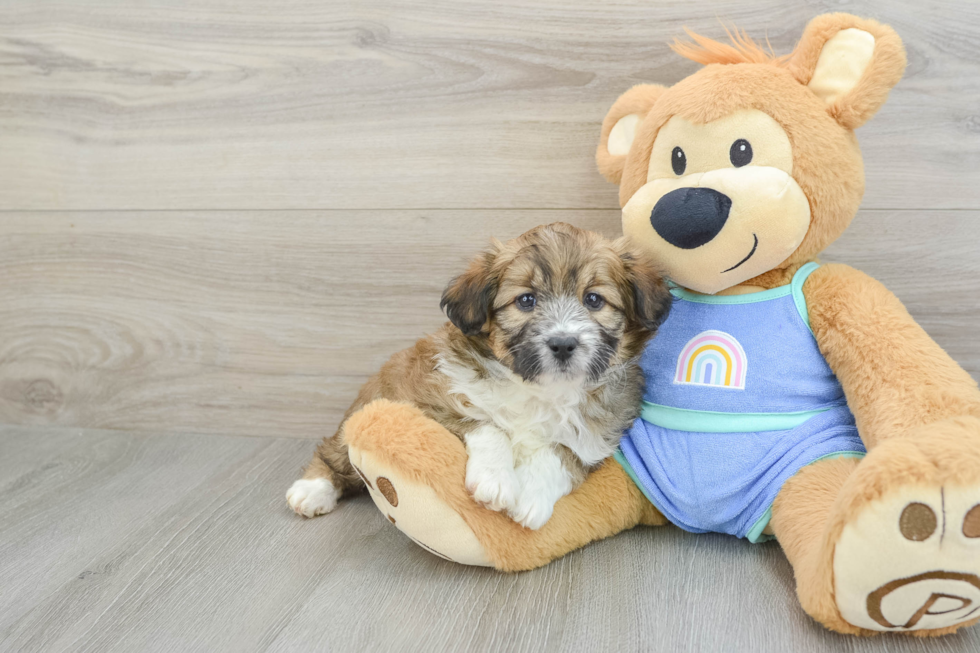 Funny Mini Aussiedoodle Poodle Mix Pup