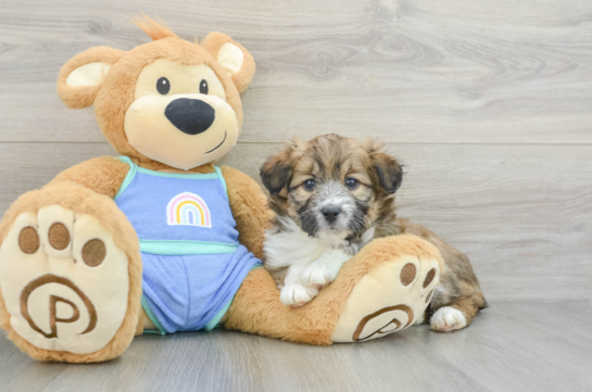 Energetic Aussie Poo Poodle Mix Puppy