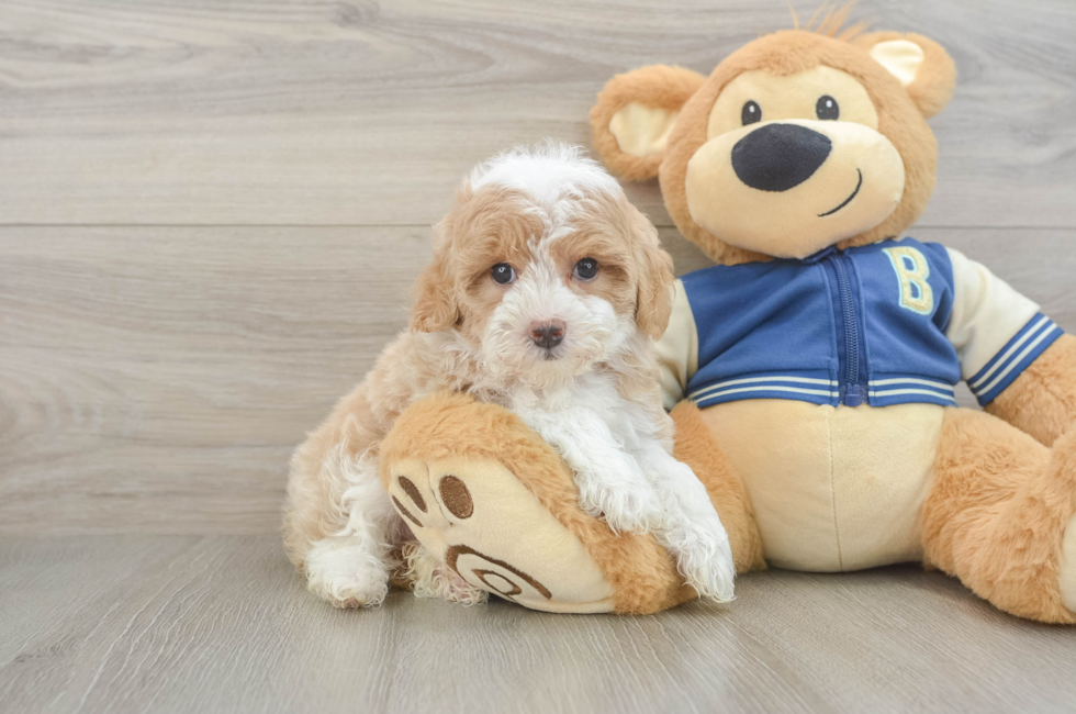 5 week old Mini Aussiedoodle Puppy For Sale - Premier Pups