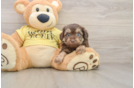 Mini Aussiedoodle Puppy for Adoption