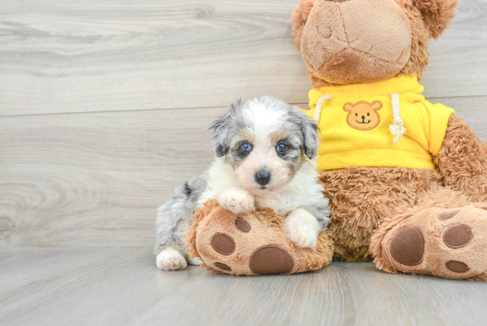 Sweet Mini Aussiedoodle Baby