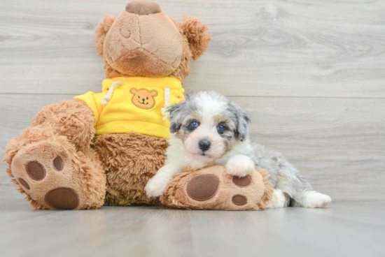 Small Mini Aussiedoodle Baby