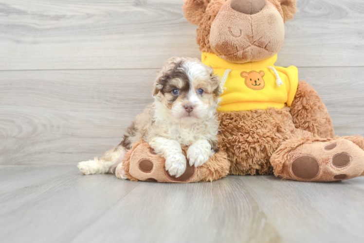 Friendly Mini Aussiedoodle Baby