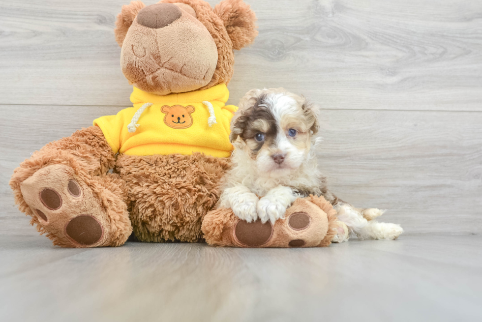 Mini Aussiedoodle Puppy for Adoption