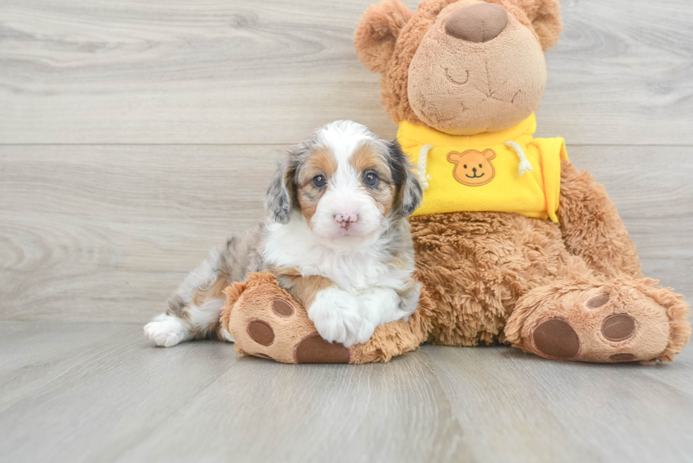 Best Mini Aussiedoodle Baby