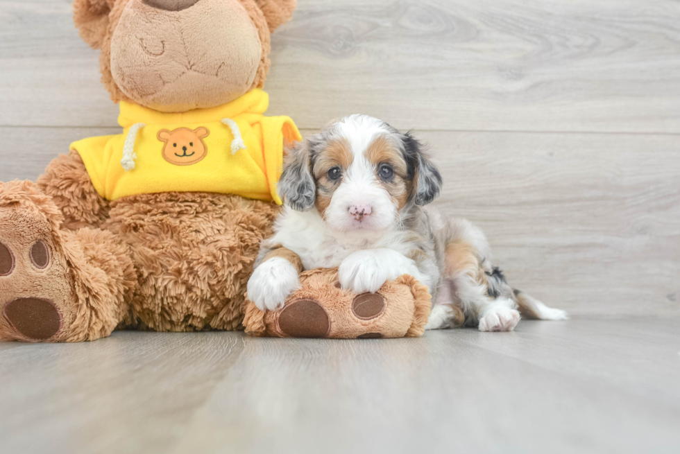 Little Aussiepoo Poodle Mix Puppy