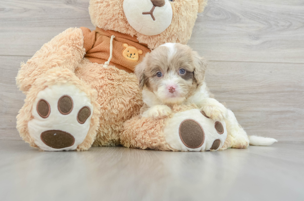 9 week old Mini Aussiedoodle Puppy For Sale - Premier Pups