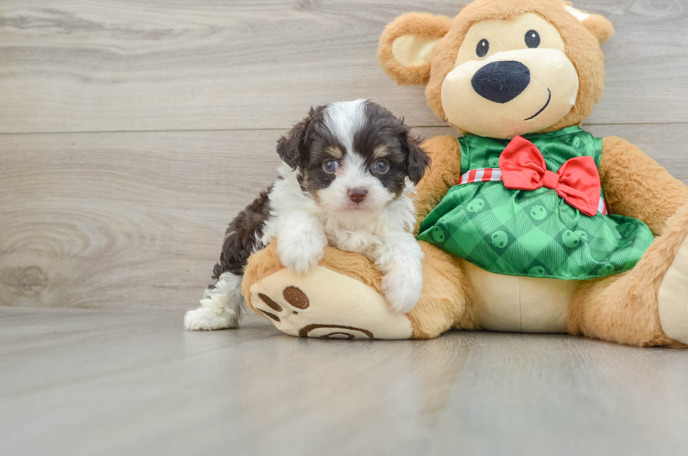 5 week old Mini Aussiedoodle Puppy For Sale - Premier Pups