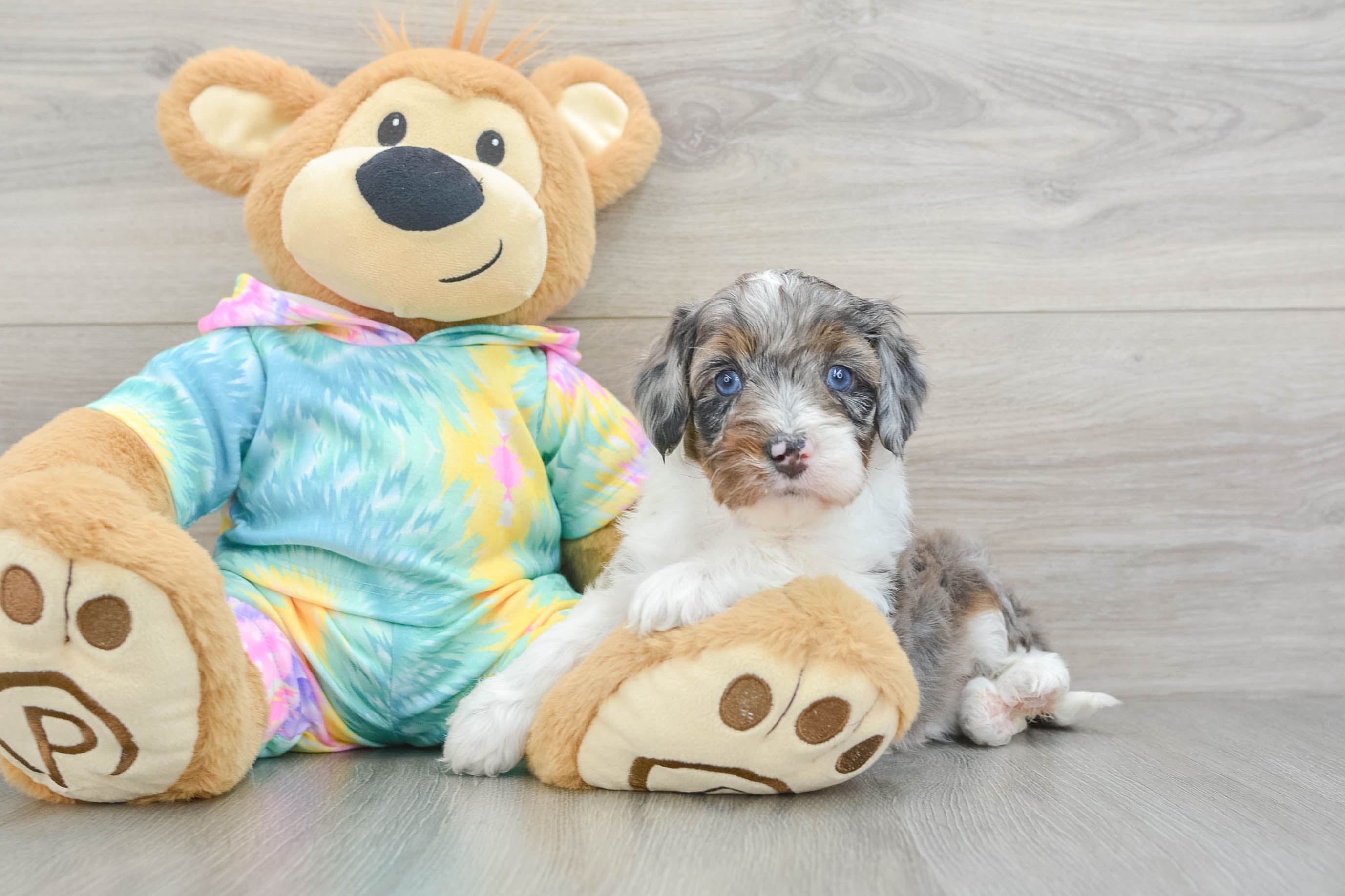 Cute Mini Aussiedoodle Baby